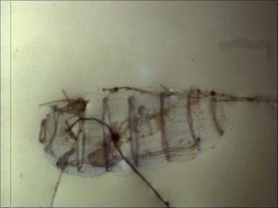 Plancton : Doliolum denticulatum