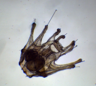 Plancton : Oursin (pluteus)