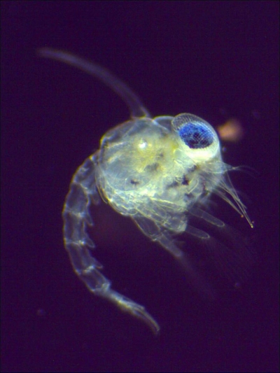 Plancton : Zoé de crabe