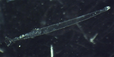 Plancton : Chétognathe