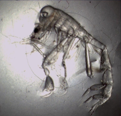 Plancton : Phronime sédentaire