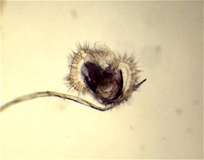 Plancton : Larve Véligère