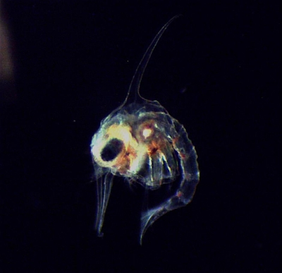 Plancton : Zoé de crabe