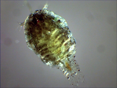 Plancton : Sapphirina intestinalis