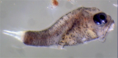 Plancton : Larve de poisson