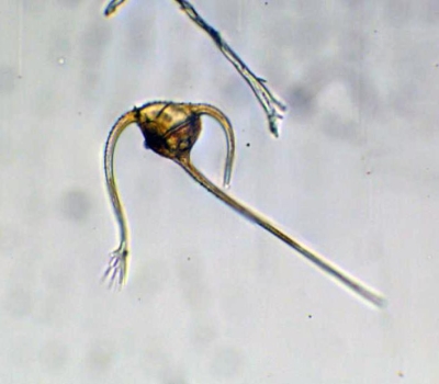 Plancton : Ceratium ranipes