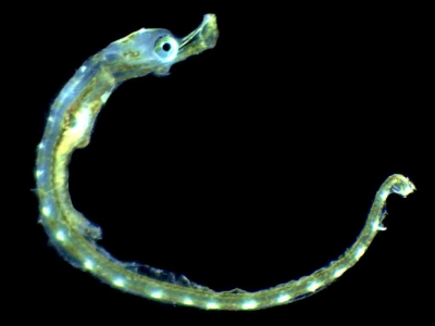 Plancton : Syngnathe