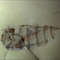 Doliolum denticulatum