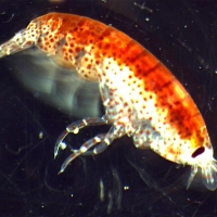 Amphipode