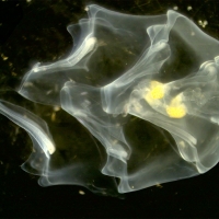 Hippopodius hippopus